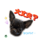 picorinaスタンプ★（個別スタンプ：25）