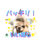 picorinaスタンプ★（個別スタンプ：26）