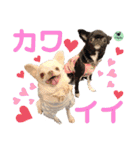 picorinaスタンプ★（個別スタンプ：30）