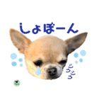 picorinaスタンプ★（個別スタンプ：32）