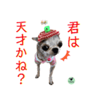 picorinaスタンプ★（個別スタンプ：34）
