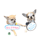 picorinaスタンプ★（個別スタンプ：36）