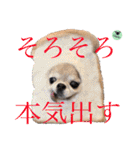 picorinaスタンプ★（個別スタンプ：37）