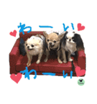 picorinaスタンプ★（個別スタンプ：39）