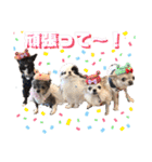 picorinaスタンプ★（個別スタンプ：40）
