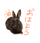 ウサギのプーチンと猫のチャーちゃん（個別スタンプ：1）