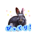 ウサギのプーチンと猫のチャーちゃん（個別スタンプ：2）