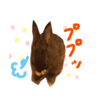 ウサギのプーチンと猫のチャーちゃん（個別スタンプ：3）