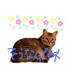 ウサギのプーチンと猫のチャーちゃん（個別スタンプ：5）