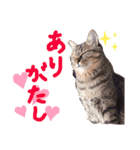 ウサギのプーチンと猫のチャーちゃん（個別スタンプ：6）