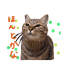 ウサギのプーチンと猫のチャーちゃん（個別スタンプ：8）