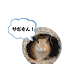 まろんとぐみのうさぎスタンプ！（個別スタンプ：21）