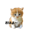 仔猫だにゃ〜（個別スタンプ：1）