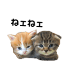 仔猫だにゃ〜（個別スタンプ：2）