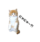 仔猫だにゃ〜（個別スタンプ：3）