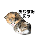 仔猫だにゃ〜（個別スタンプ：4）