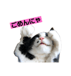 仔猫だにゃ〜（個別スタンプ：5）