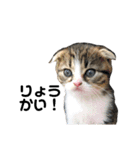 仔猫だにゃ〜（個別スタンプ：6）