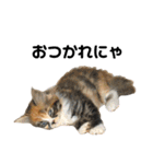 仔猫だにゃ〜（個別スタンプ：7）