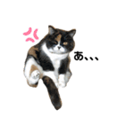 仔猫だにゃ〜（個別スタンプ：8）