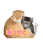 仔猫だにゃ〜（個別スタンプ：9）