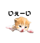 仔猫だにゃ〜（個別スタンプ：10）