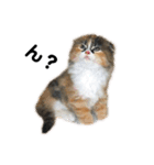 仔猫だにゃ〜（個別スタンプ：11）