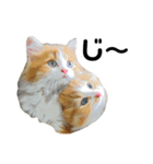 仔猫だにゃ〜（個別スタンプ：12）