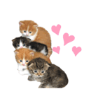 仔猫だにゃ〜（個別スタンプ：13）