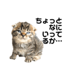 仔猫だにゃ〜（個別スタンプ：14）