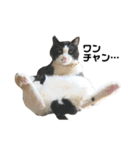 仔猫だにゃ〜（個別スタンプ：15）