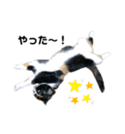 仔猫だにゃ〜（個別スタンプ：16）