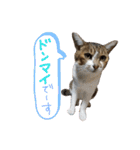 うにという名のネコ（個別スタンプ：2）