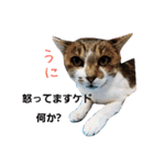 うにという名のネコ（個別スタンプ：3）