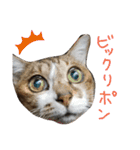 うにという名のネコ（個別スタンプ：7）