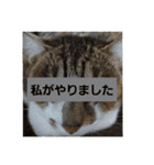 うにという名のネコ（個別スタンプ：8）