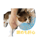 うにという名のネコ（個別スタンプ：10）