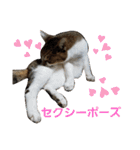 うにという名のネコ（個別スタンプ：12）