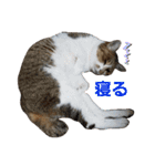 うにという名のネコ（個別スタンプ：14）