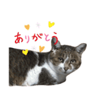 うにという名のネコ（個別スタンプ：16）