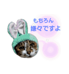 うにという名のネコ（個別スタンプ：17）