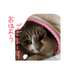 うにという名のネコ（個別スタンプ：19）