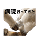 うにという名のネコ（個別スタンプ：22）