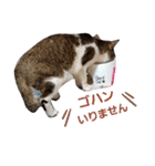 うにという名のネコ（個別スタンプ：24）