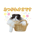 ハチワレぽちゃ猫オセロ②（個別スタンプ：2）