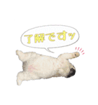 ハチワレぽちゃ猫オセロ②（個別スタンプ：3）