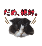 ハチワレぽちゃ猫オセロ②（個別スタンプ：4）