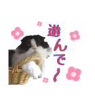 ハチワレぽちゃ猫オセロ②（個別スタンプ：5）