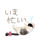ハチワレぽちゃ猫オセロ②（個別スタンプ：6）