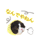 ハチワレぽちゃ猫オセロ②（個別スタンプ：7）